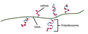 AP Biology slyacademy.com